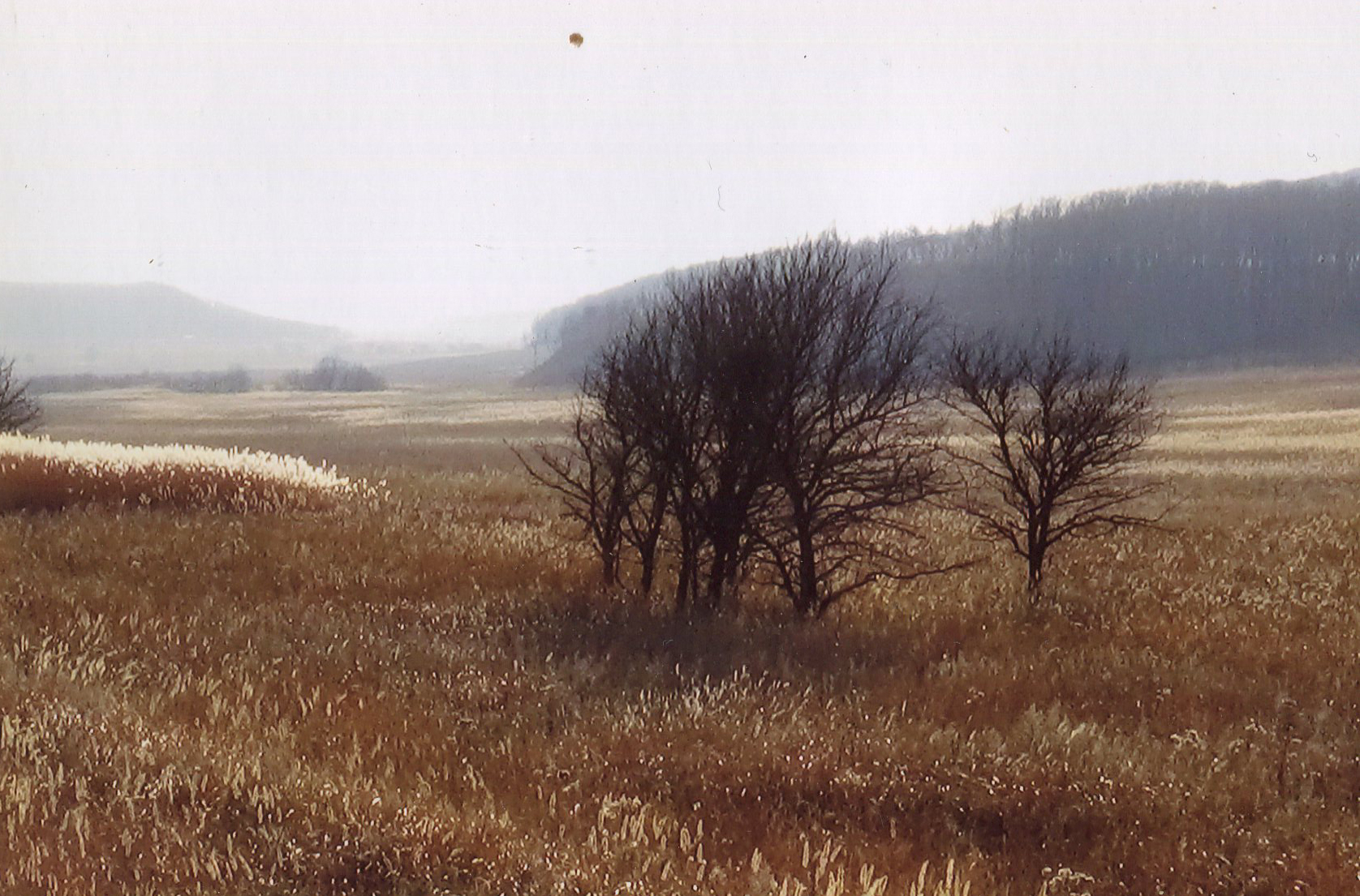 Grazing land near Xingkai